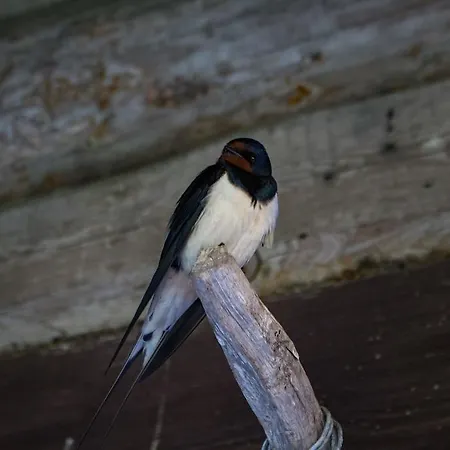 Kuusetuka Tourism Farm 펜션 *