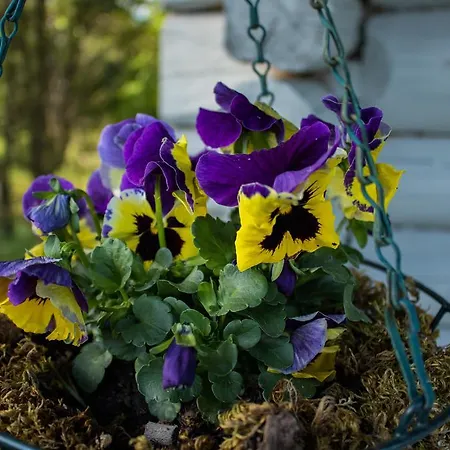 Puhkemaja Kuusetuka Tourism Farm Pahkla