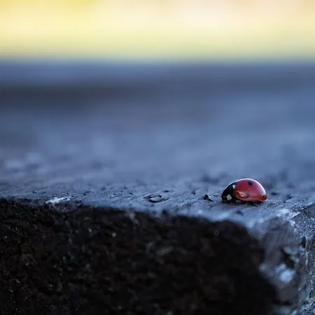 Kuusetuka Tourism Farm 펜션 Pahkla