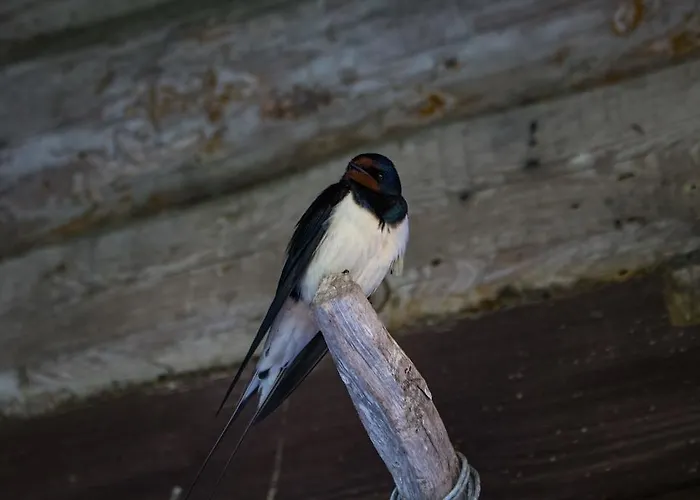 Kuusetuka Tourism Farm Holiday home *