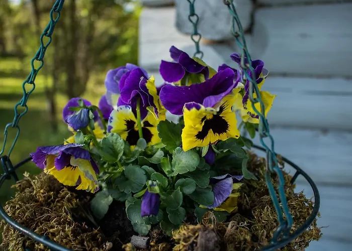 Dom wakacyjny Kuusetuka Tourism Farm Pahkla